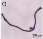 Microplastics 03 00007 i003