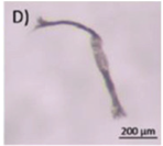 Microplastics 03 00007 i004