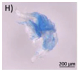 Microplastics 03 00007 i008