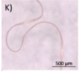 Microplastics 03 00007 i011