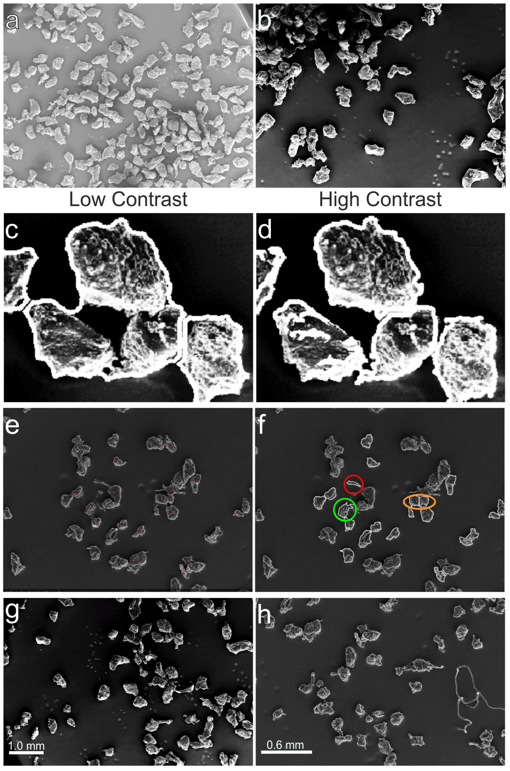 Microplastics 03 00008 g007 Microplastics 03 00008 g007