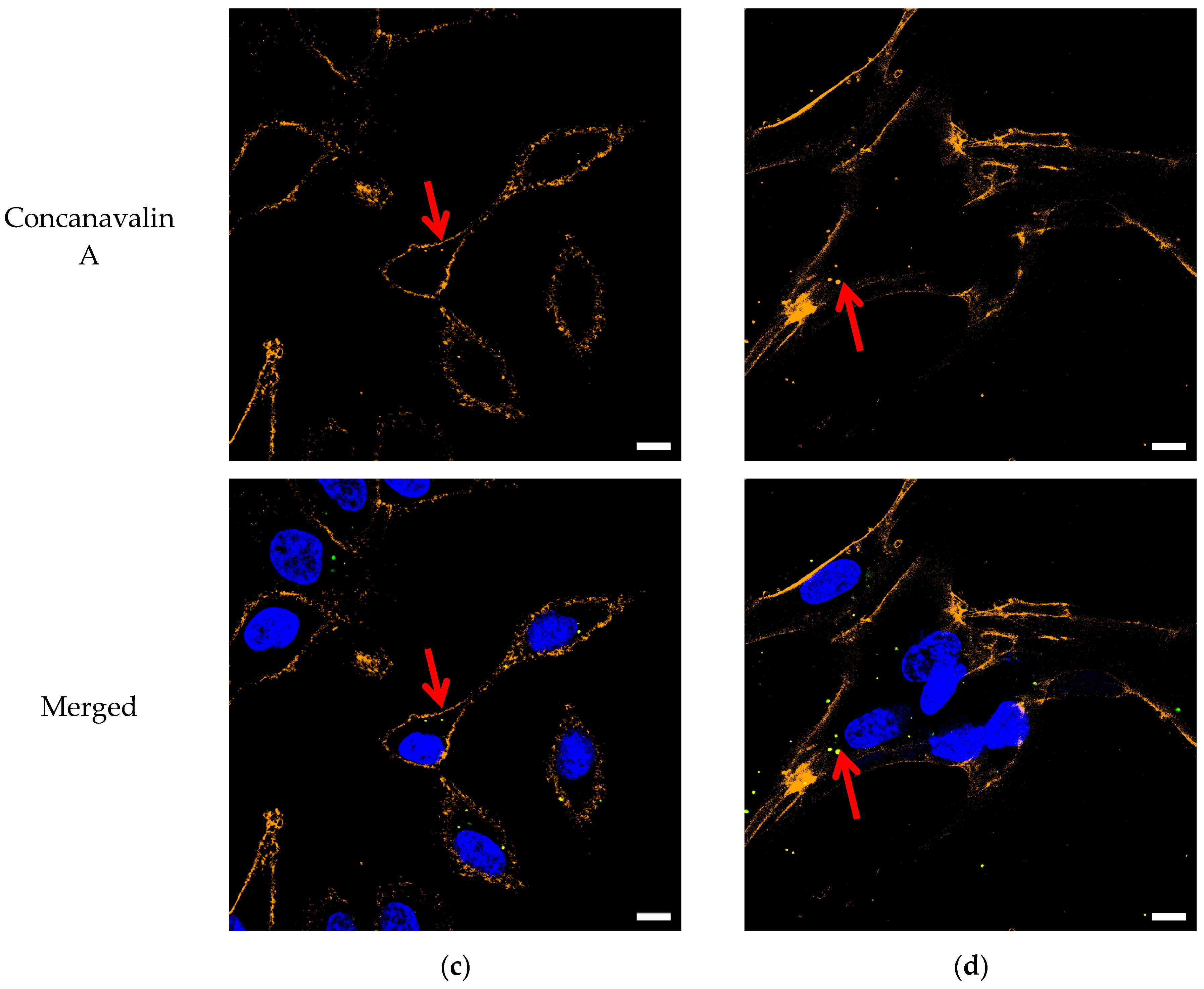 Microplastics 03 00012 g001c