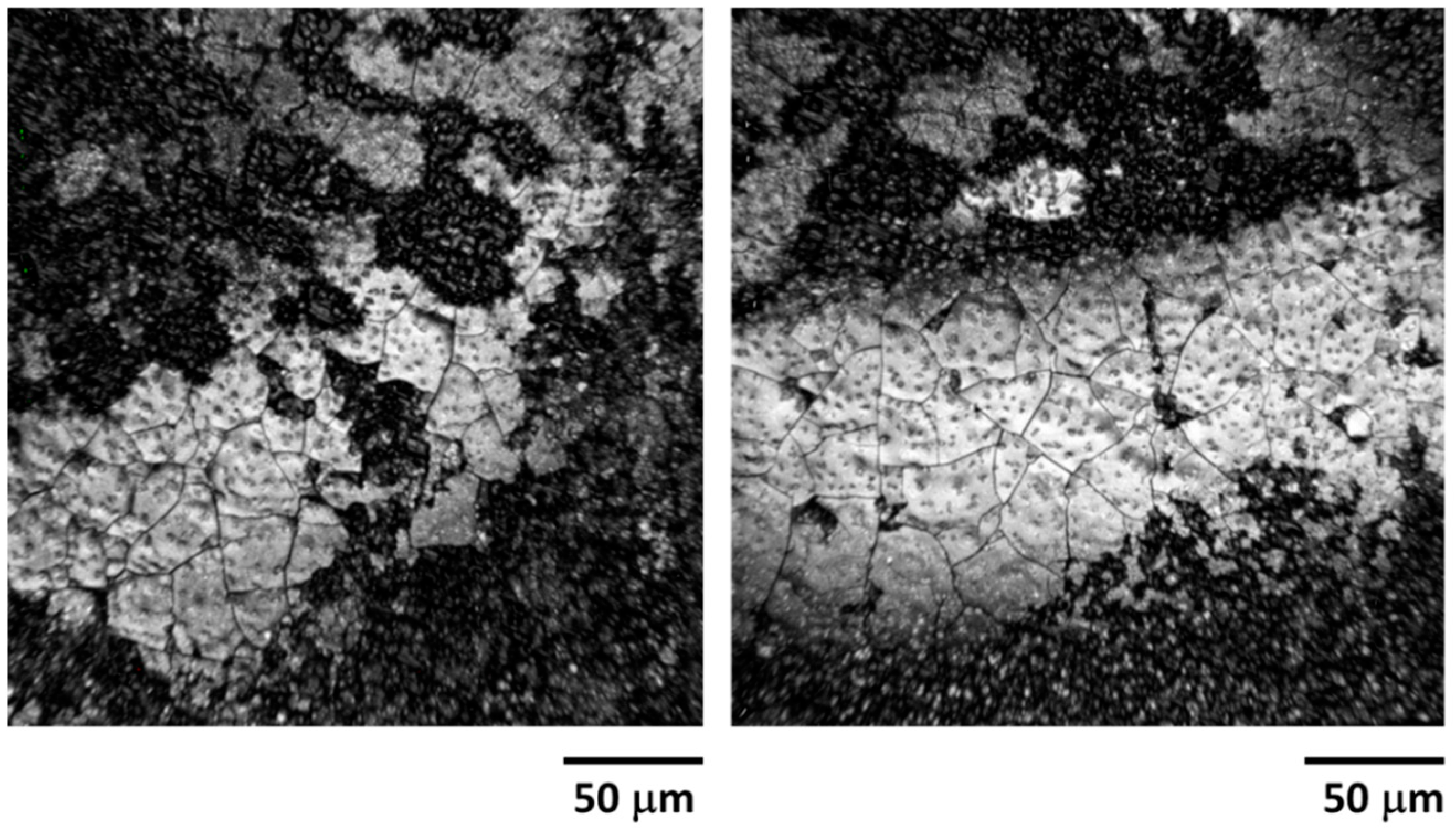Microplastics 04 00013 g007