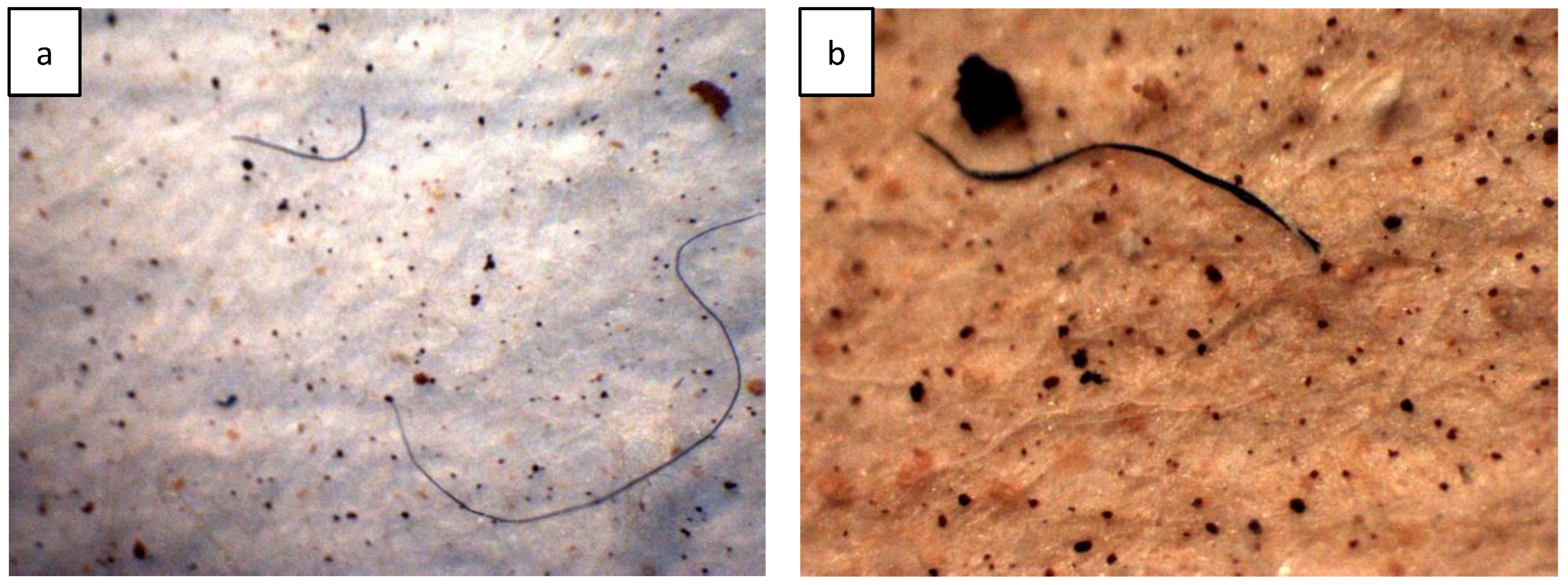 Microplastics 04 00019 g002