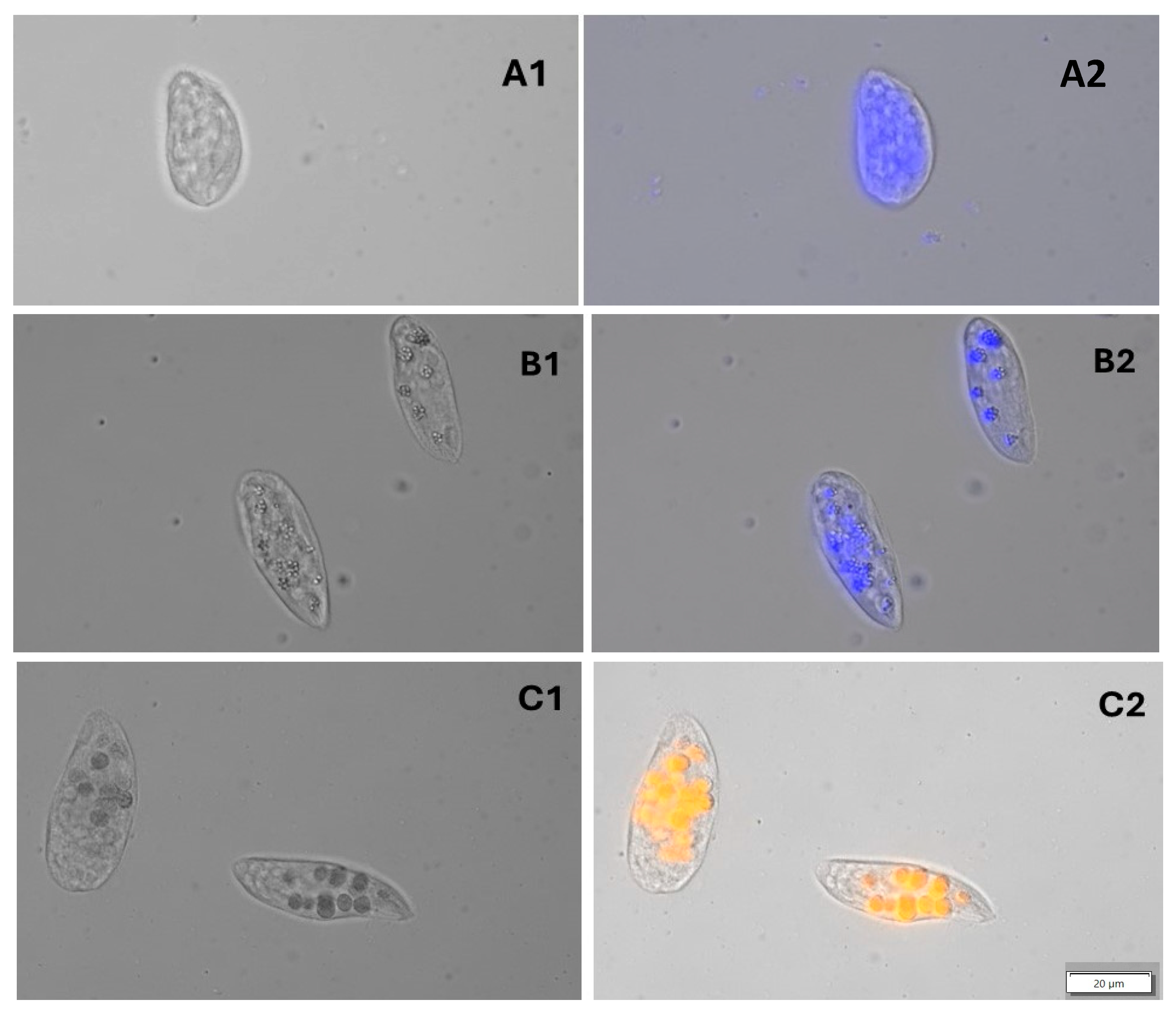 Microplastics 04 00033 g002
