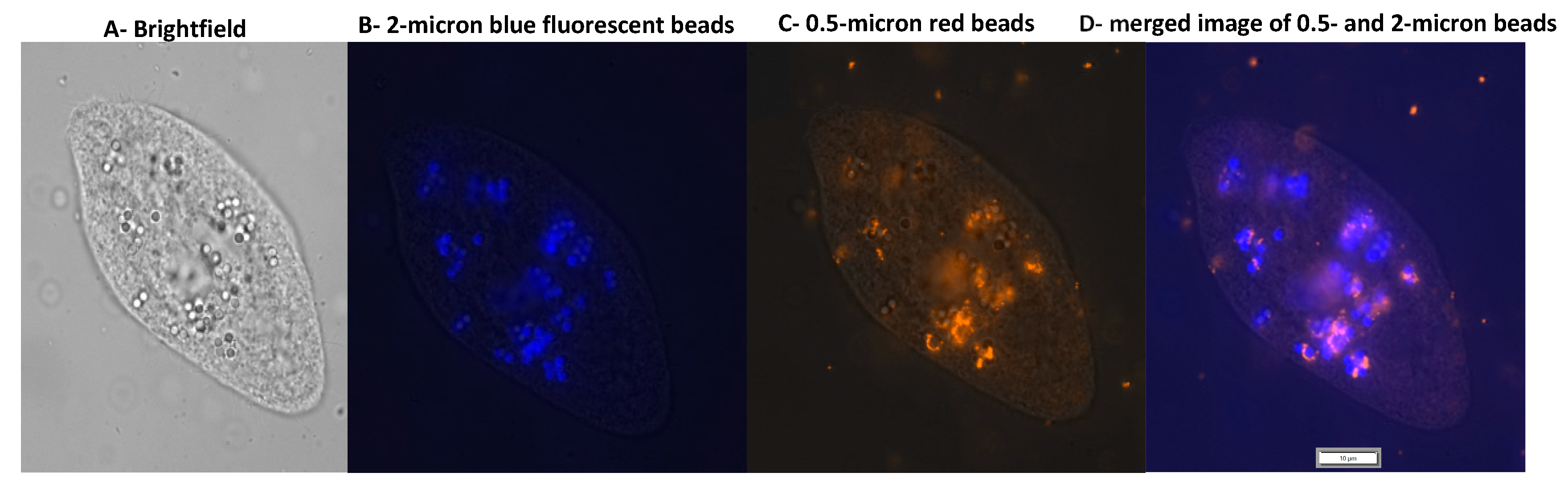 Microplastics 04 00033 g003