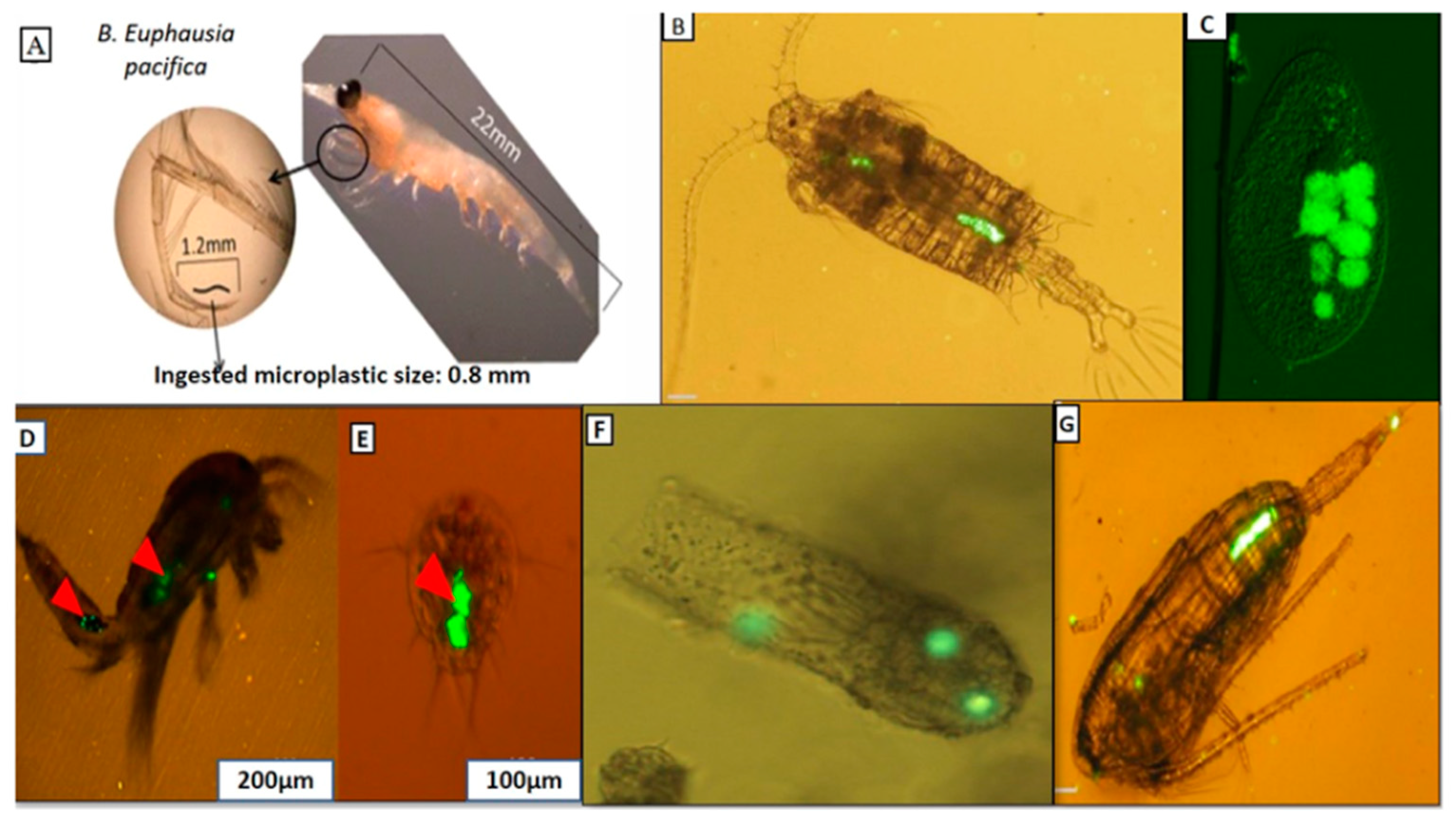 Microplastics 04 00038 g002