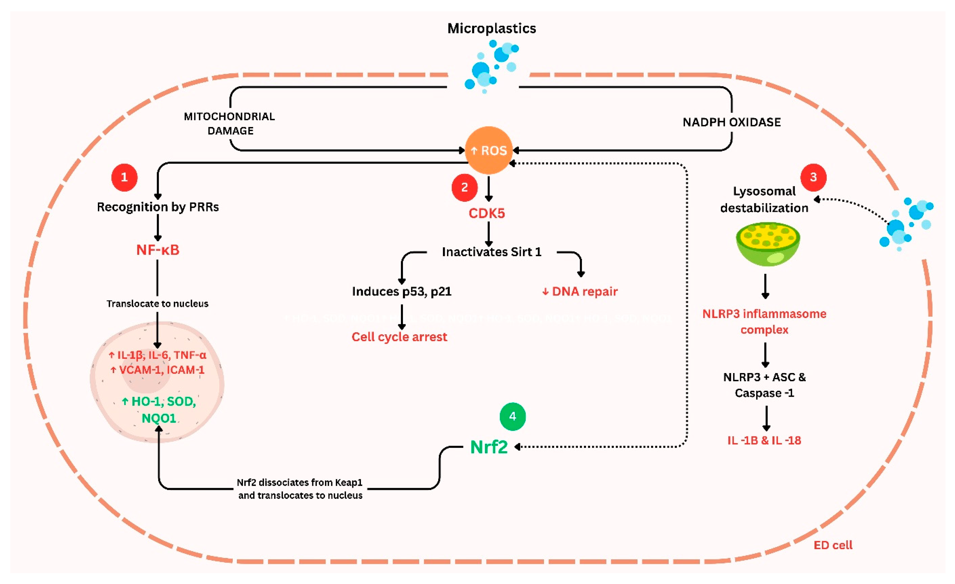Microplastics 04 00052 g003