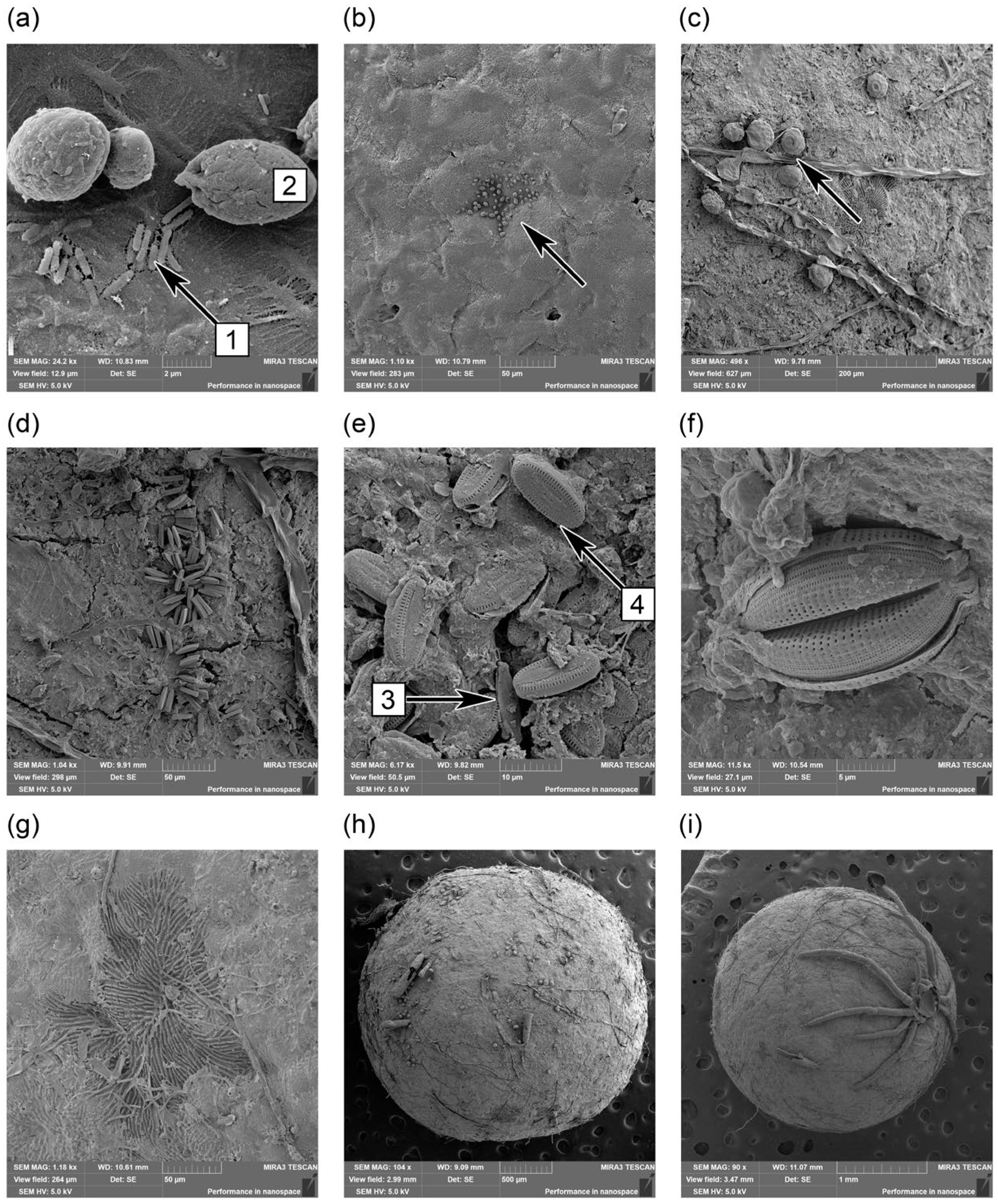 Microplastics 04 00062 g006 Microplastics 04 00062 g006