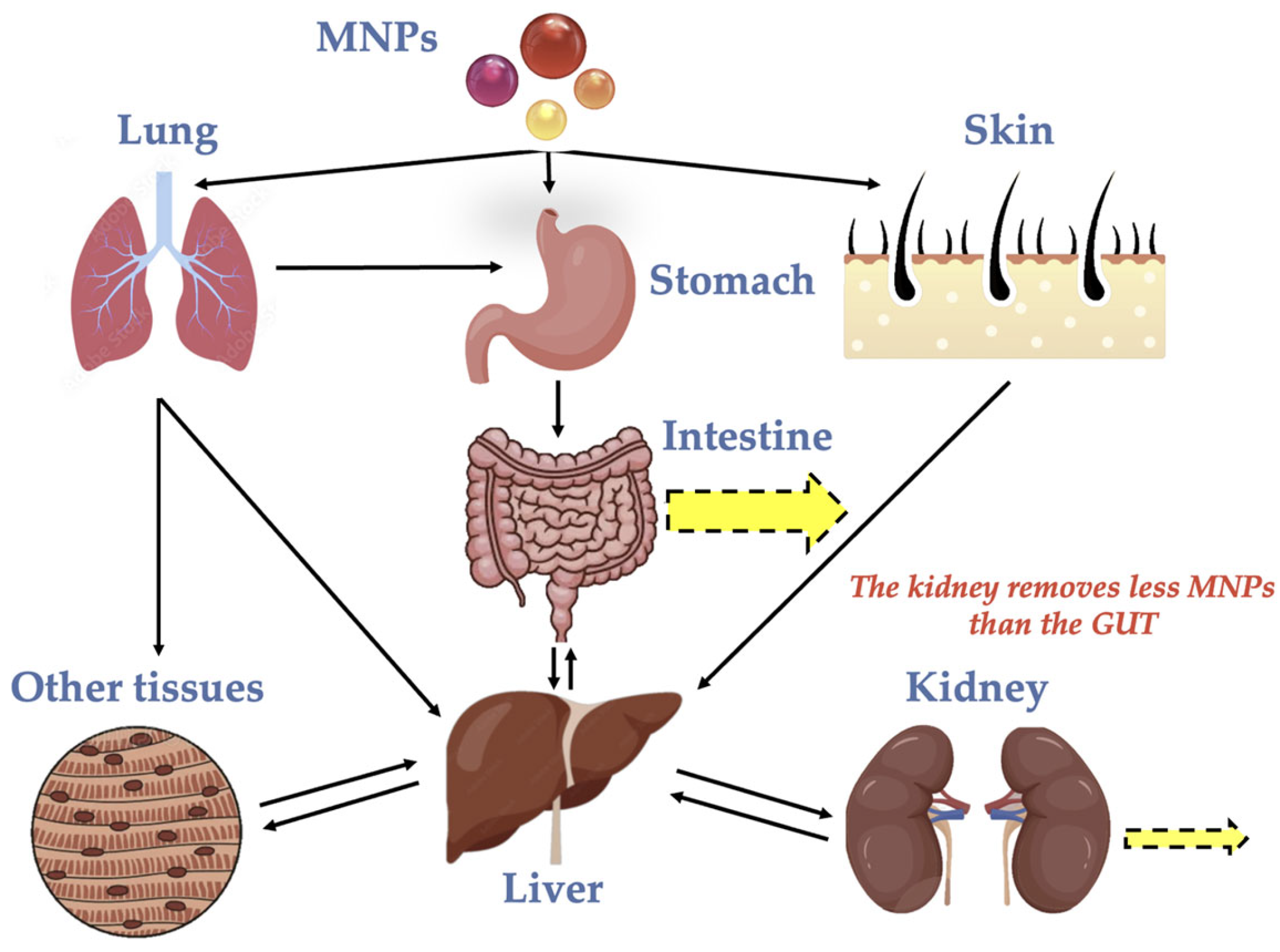 Microplastics 04 00093 g001