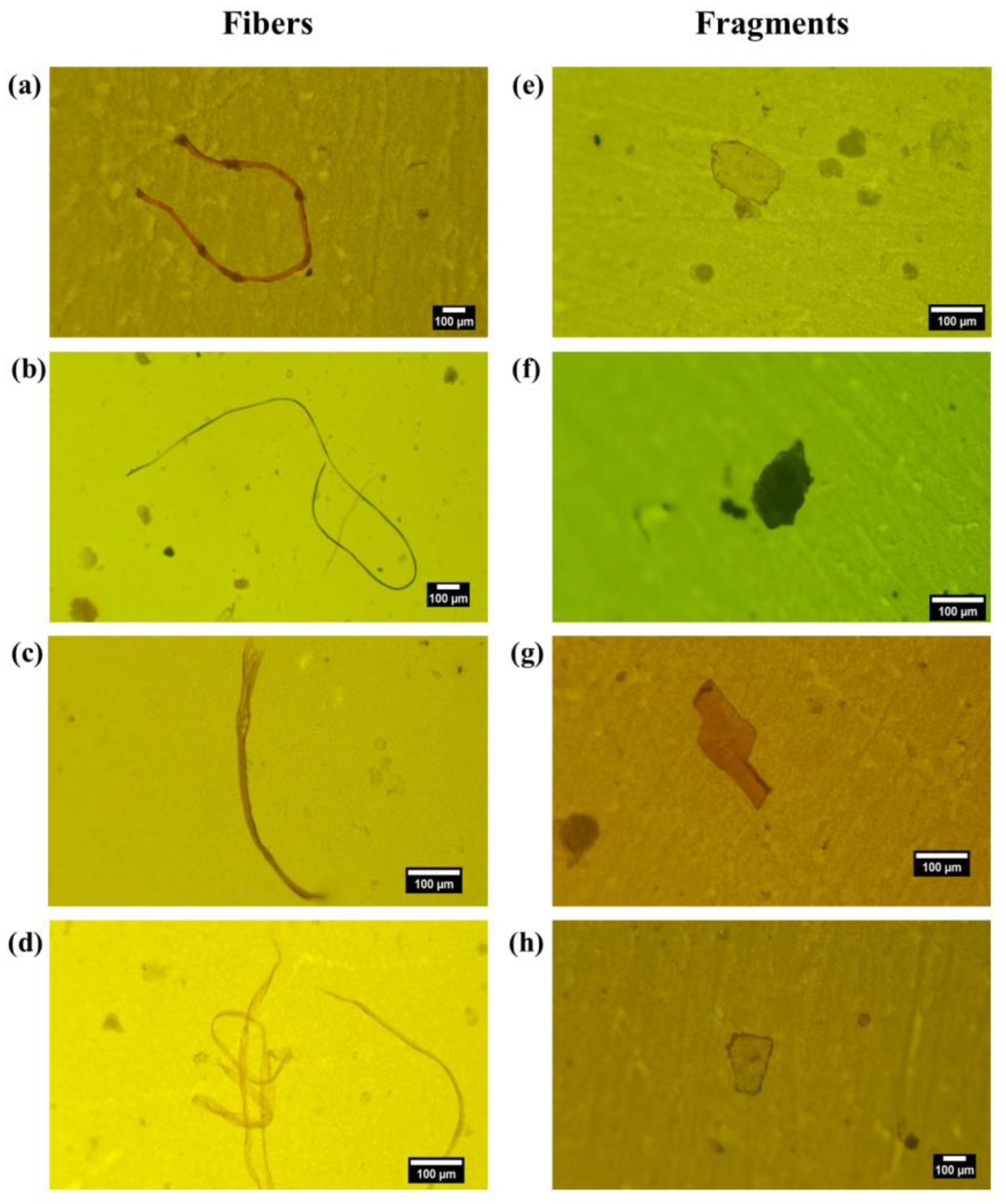 Microplastics 05 00051 g006 Microplastics 05 00051 g006