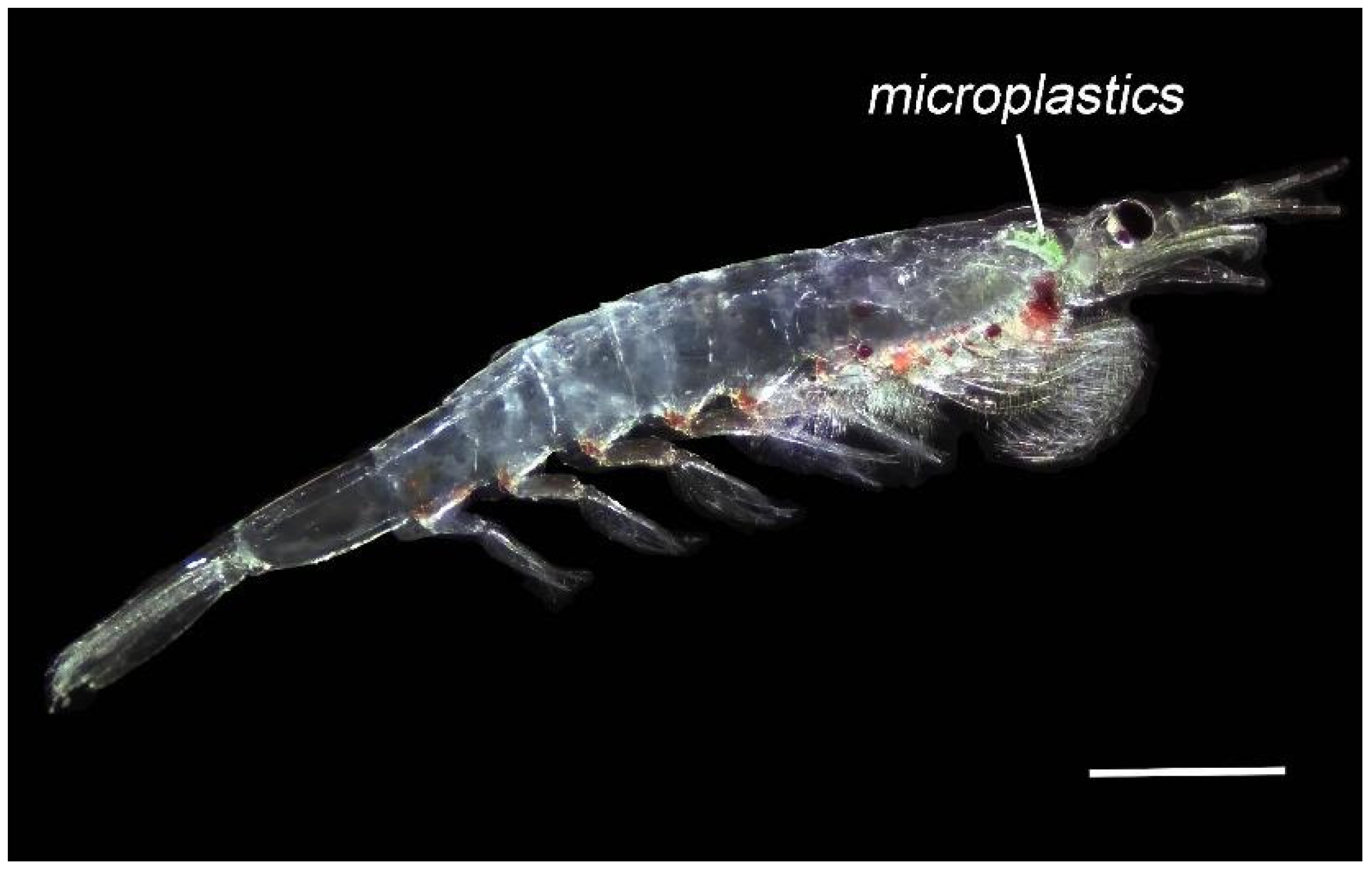 Microplastics 05 00056 g001 Microplastics 05 00056 g001
