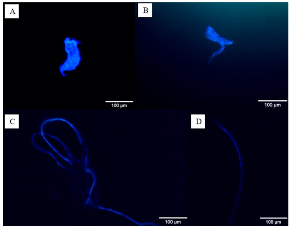 Microplastics 05 00087 g004 Microplastics 05 00087 g004