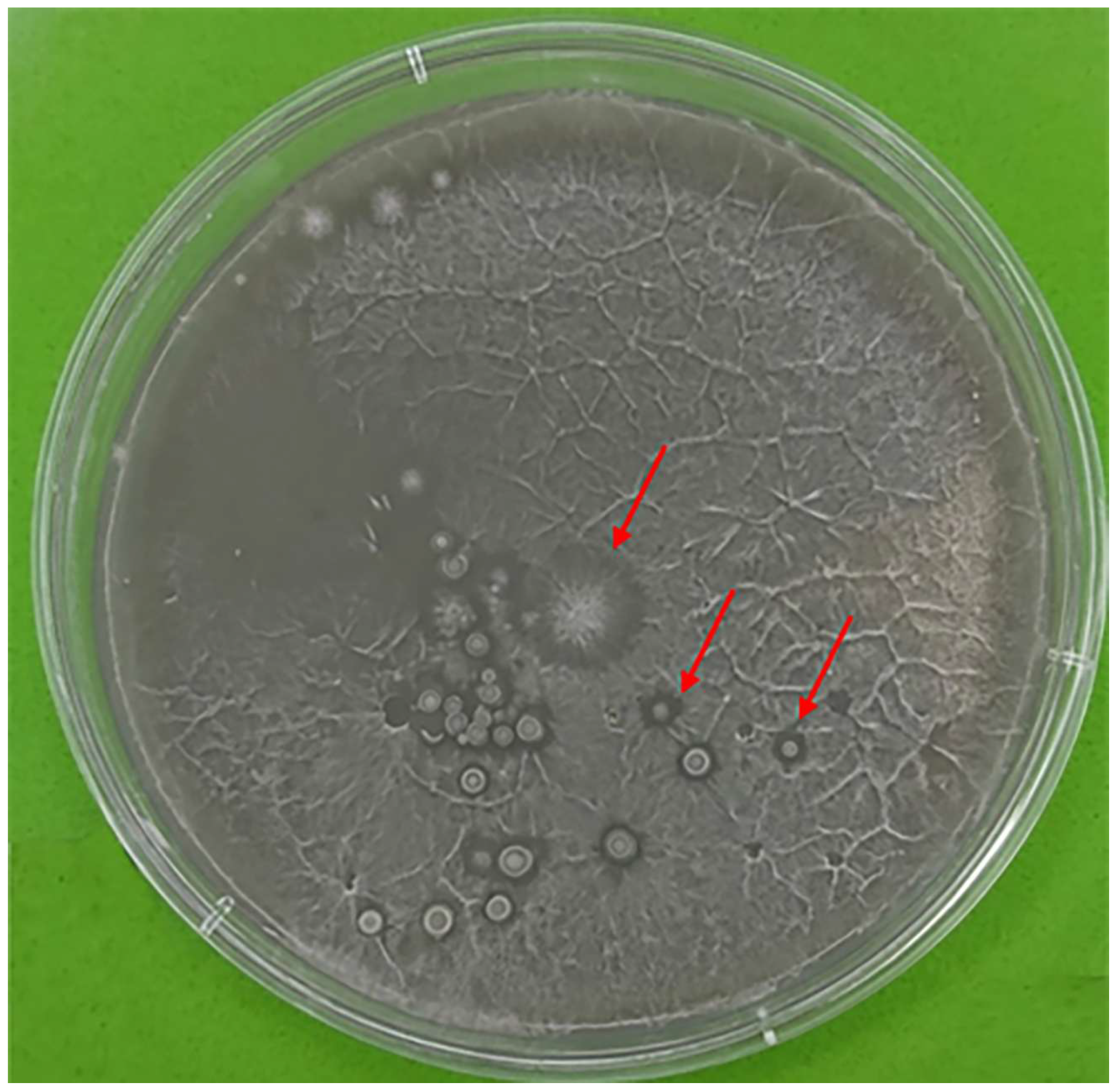 Microplastics 05 00098 g002 Microplastics 05 00098 g002
