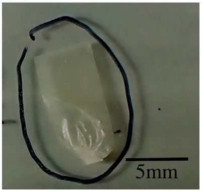 Microplastics 05 00108 i002 Microplastics 05 00108 i002