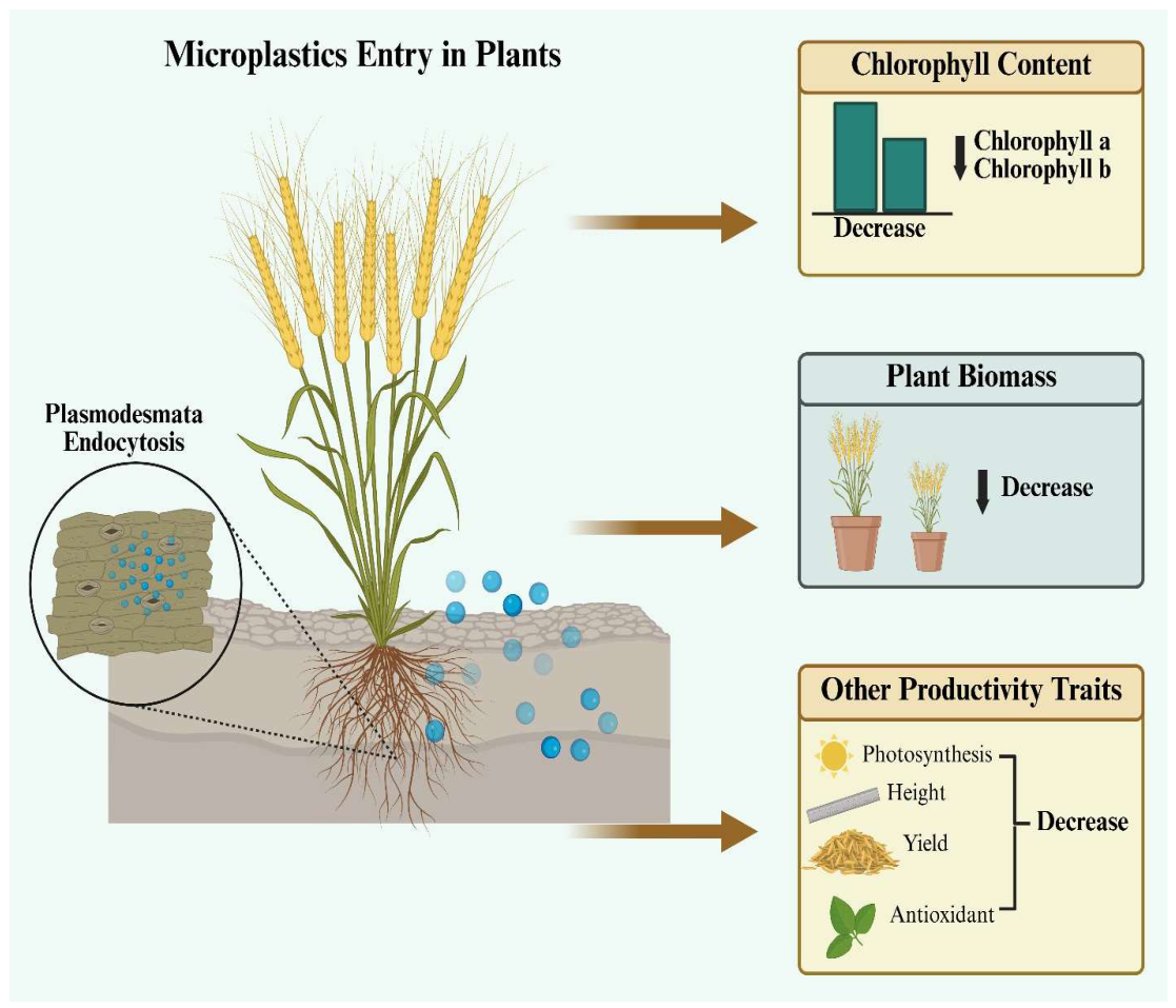 Microplastics 05 00120 g004 Microplastics 05 00120 g004