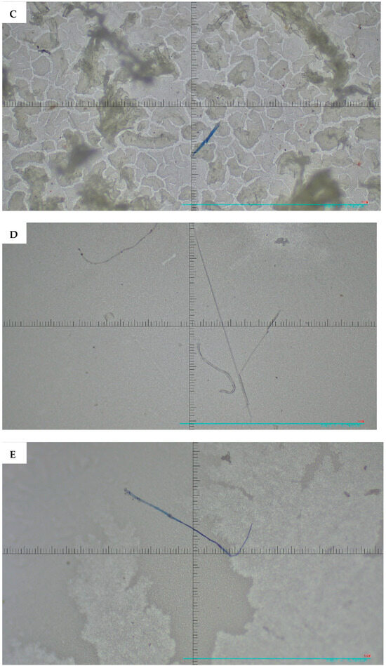 Microplastics 05 00125 g004b Microplastics 05 00125 g004b
