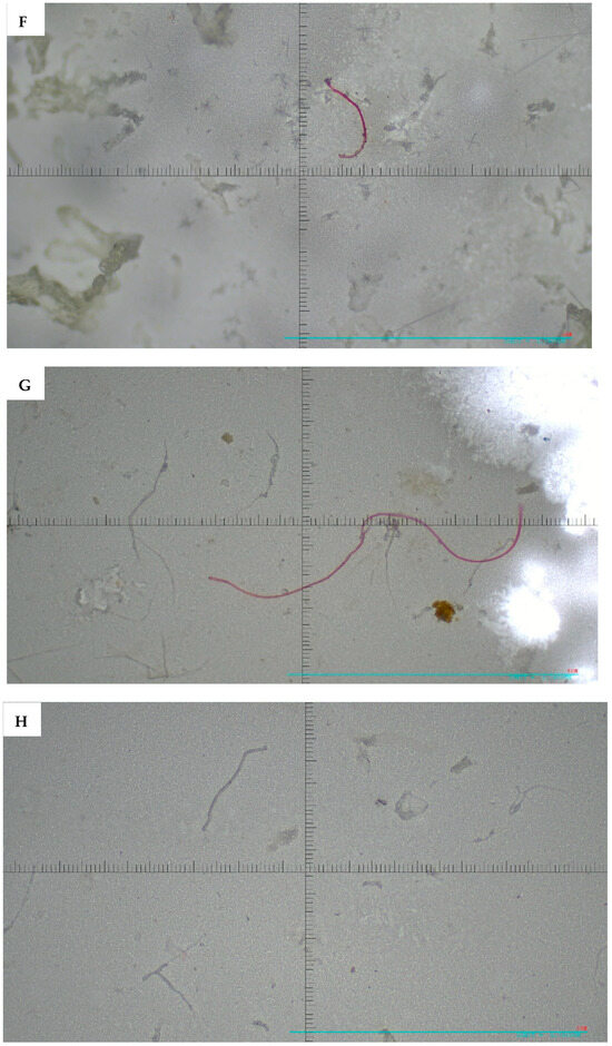 Microplastics 05 00125 g004c Microplastics 05 00125 g004c