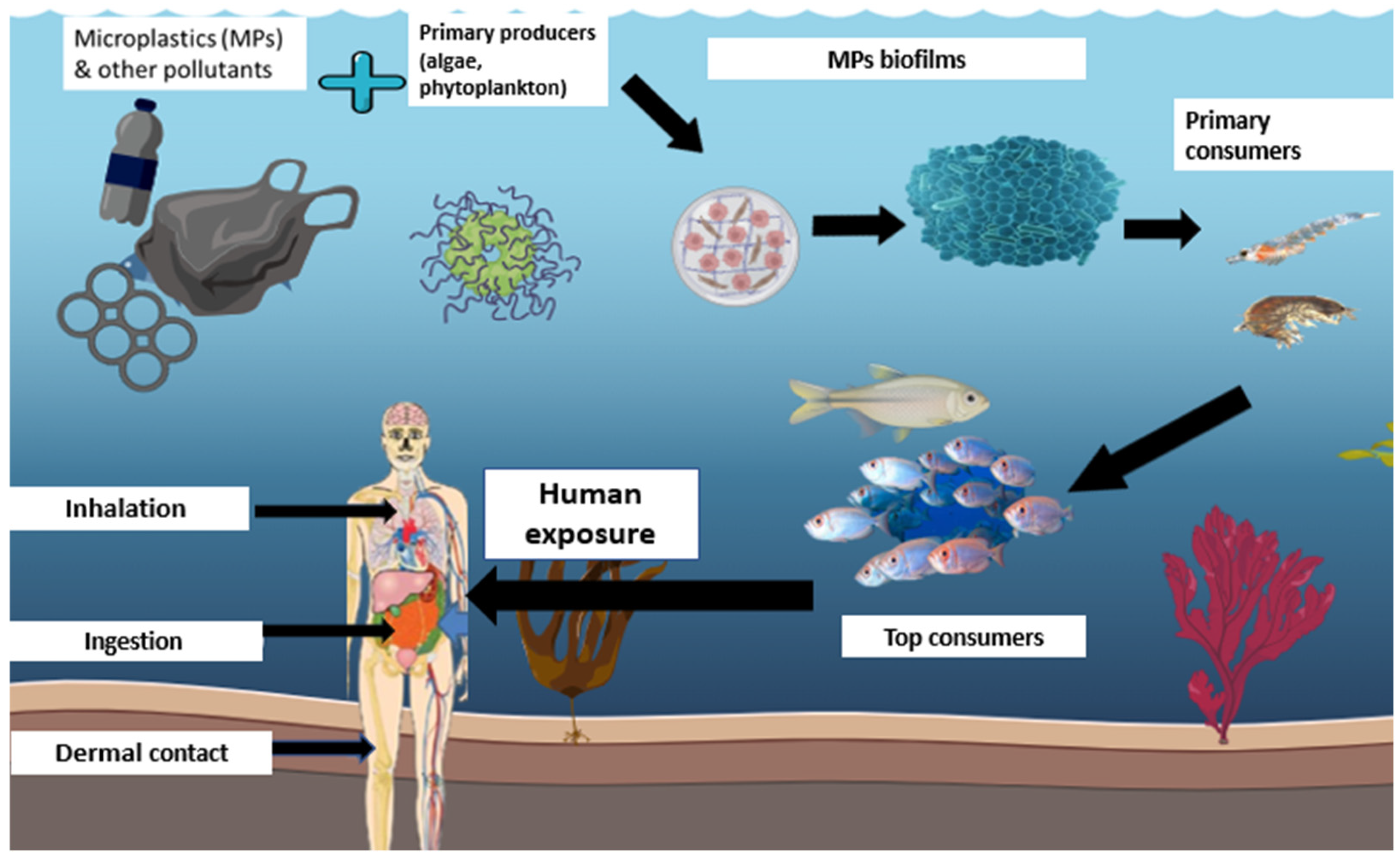 Microplastics 05 00128 g007 Microplastics 05 00128 g007
