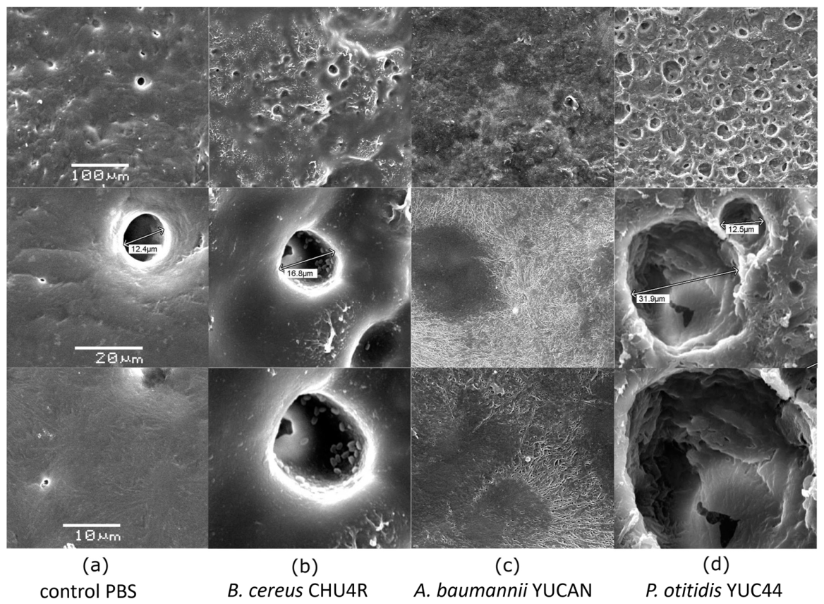 Microplastics 05 00137 g006 Microplastics 05 00137 g006