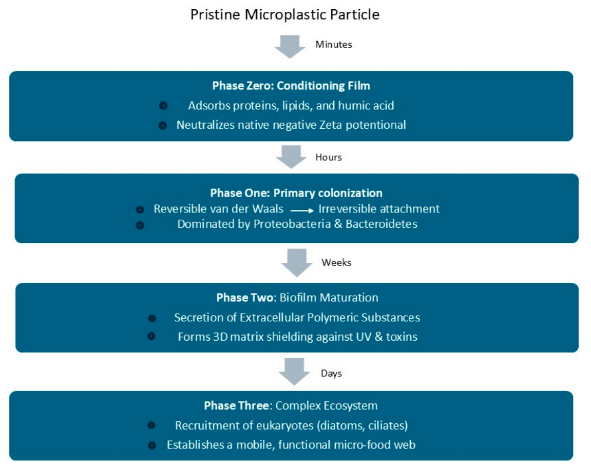 Microplastics 05 00138 g001 Microplastics 05 00138 g001