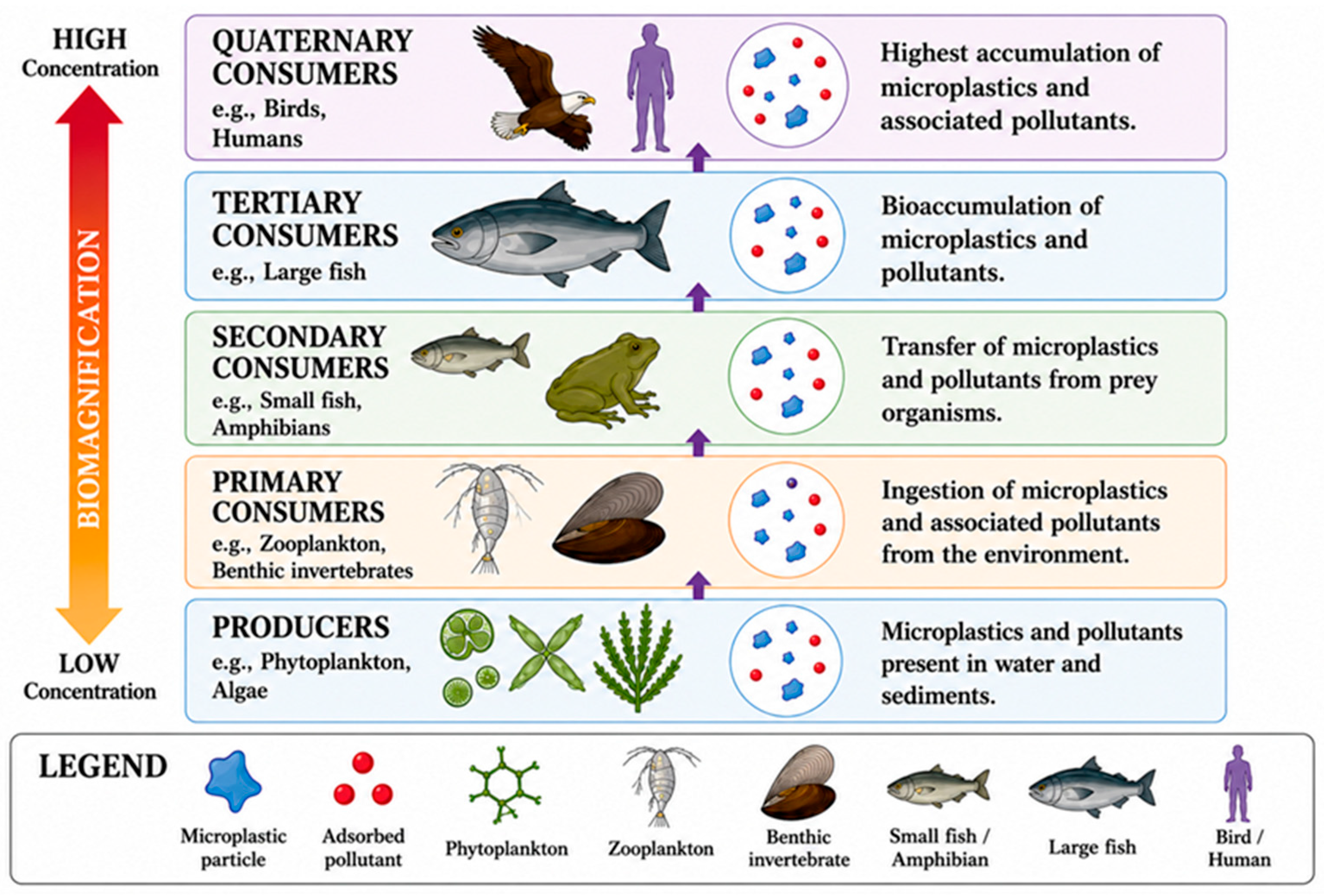 Microplastics 05 00154 g004 Microplastics 05 00154 g004