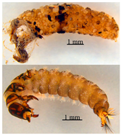Microplastics 05 00170 i002 Microplastics 05 00170 i002