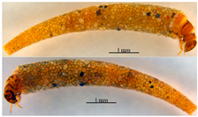 Microplastics 05 00170 i004 Microplastics 05 00170 i004