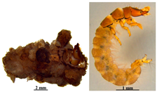 Microplastics 05 00170 i008 Microplastics 05 00170 i008