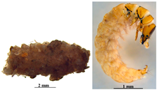 Microplastics 05 00170 i010 Microplastics 05 00170 i010