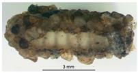 Microplastics 05 00170 i012 Microplastics 05 00170 i012