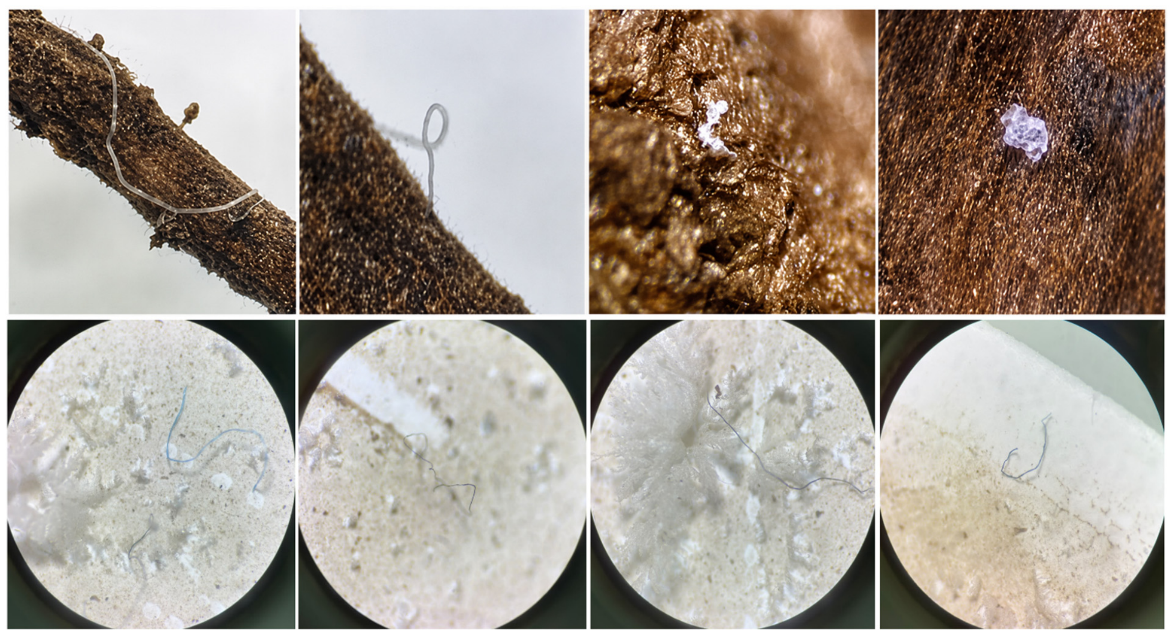 Microplastics 05 00181 g003 Microplastics 05 00181 g003