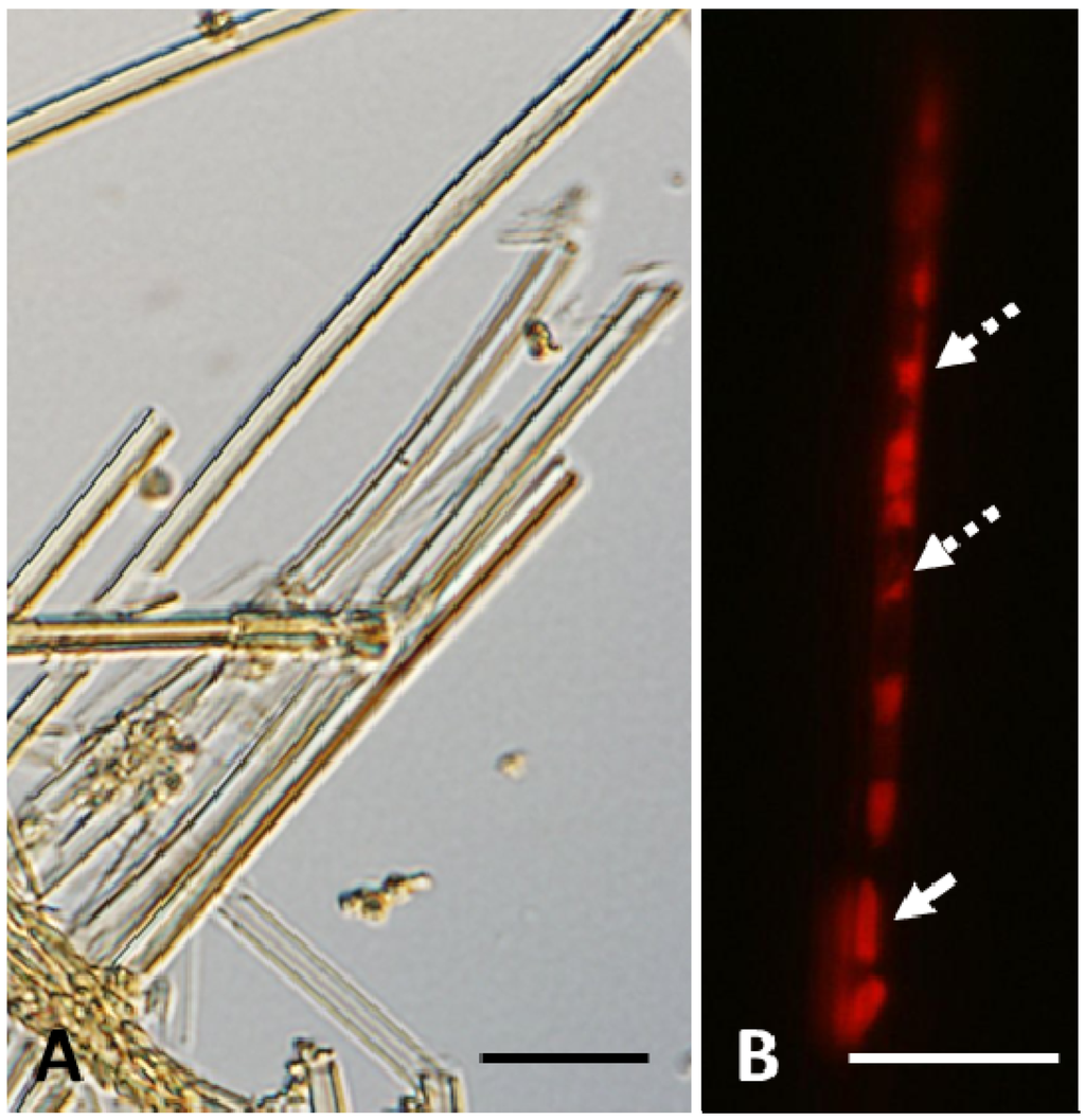 Minerals 03 00247 g001 1024