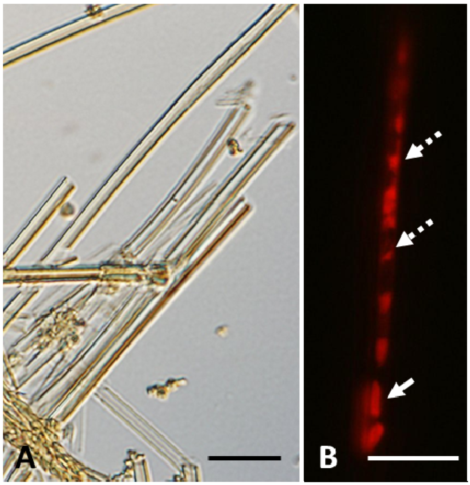 Minerals 03 00247 g001