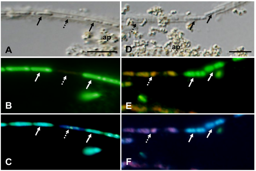 Minerals 03 00247 g003 1024