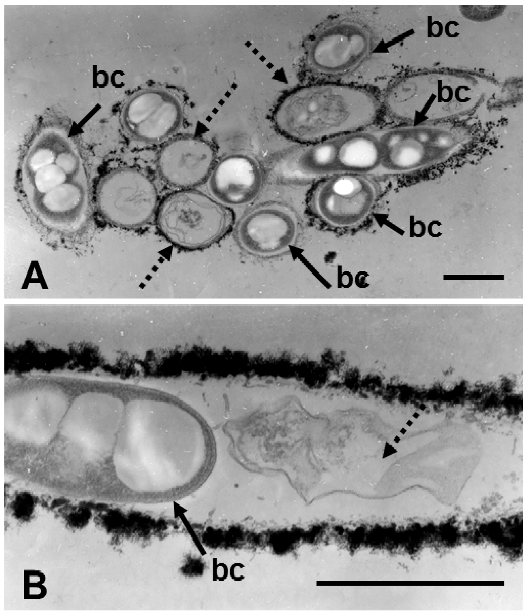 Minerals 03 00247 g004