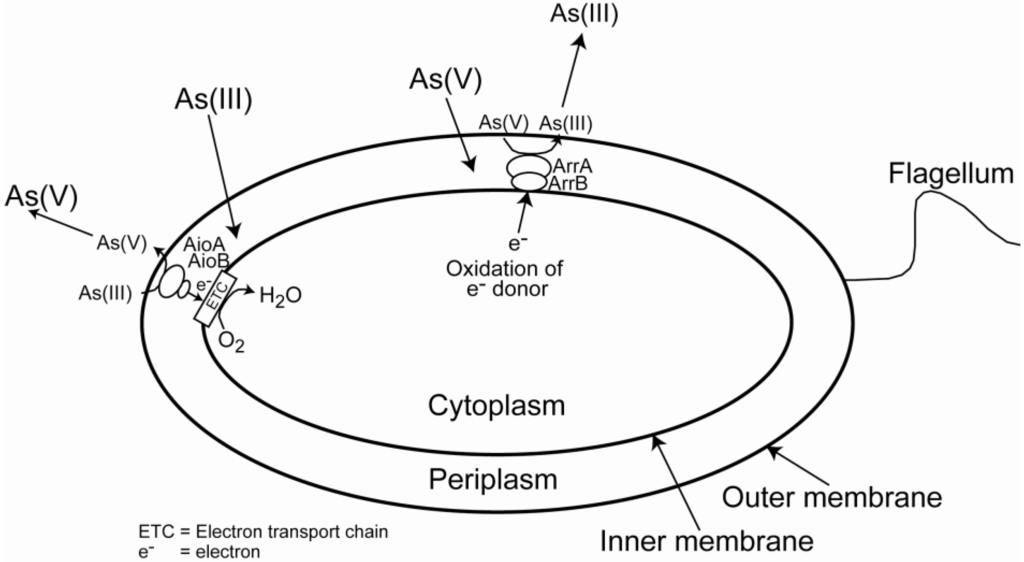 Minerals 03 00337 g003 1024