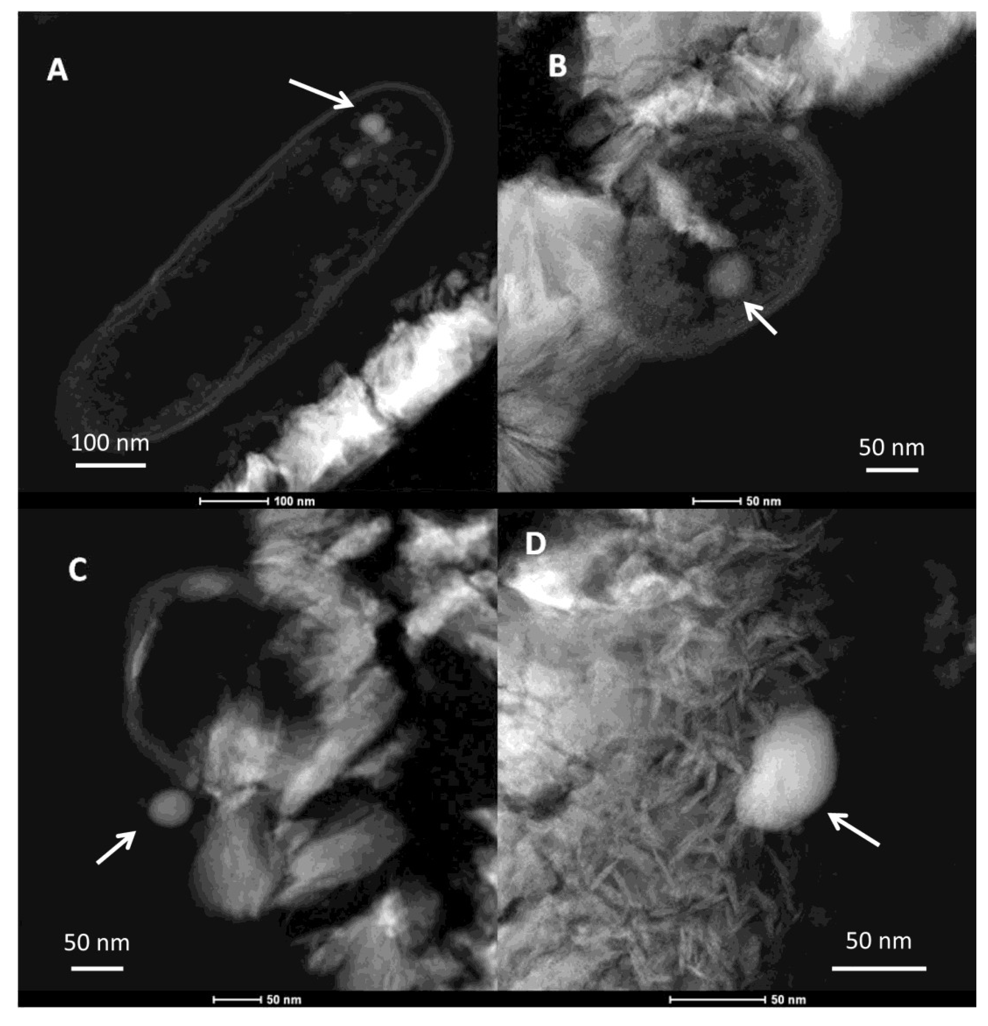 Minerals 04 00017 g006