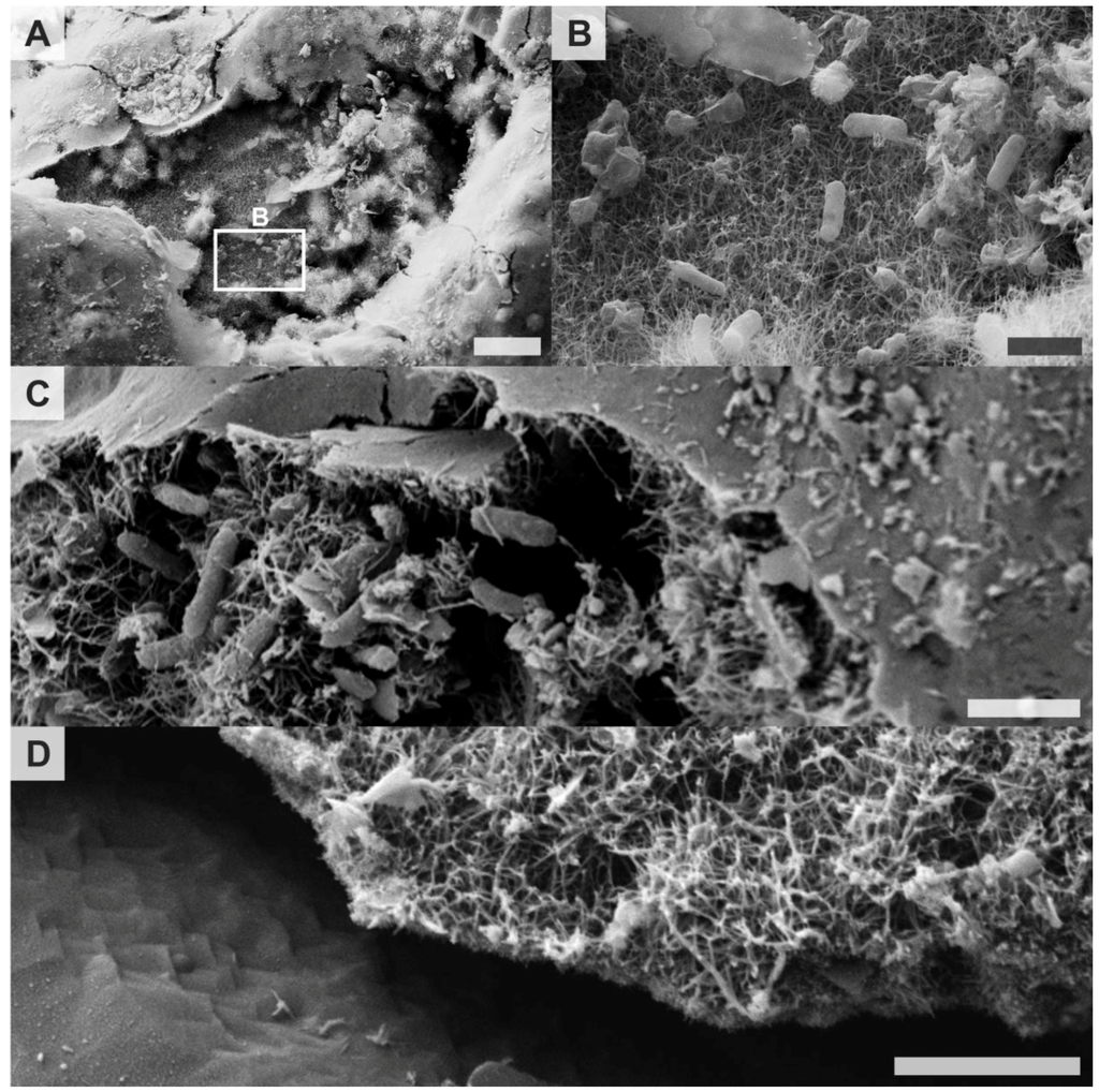 Minerals 04 00170 g004 1024