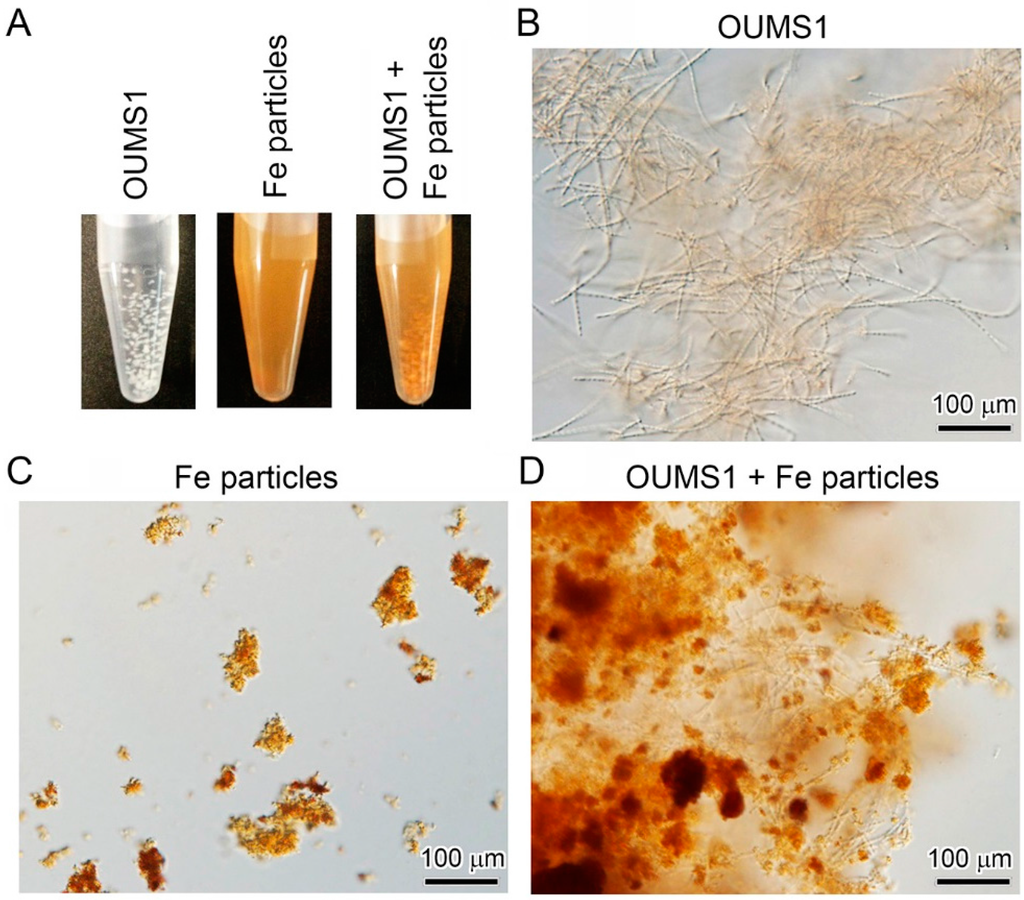 Minerals 06 00004 g003 1024