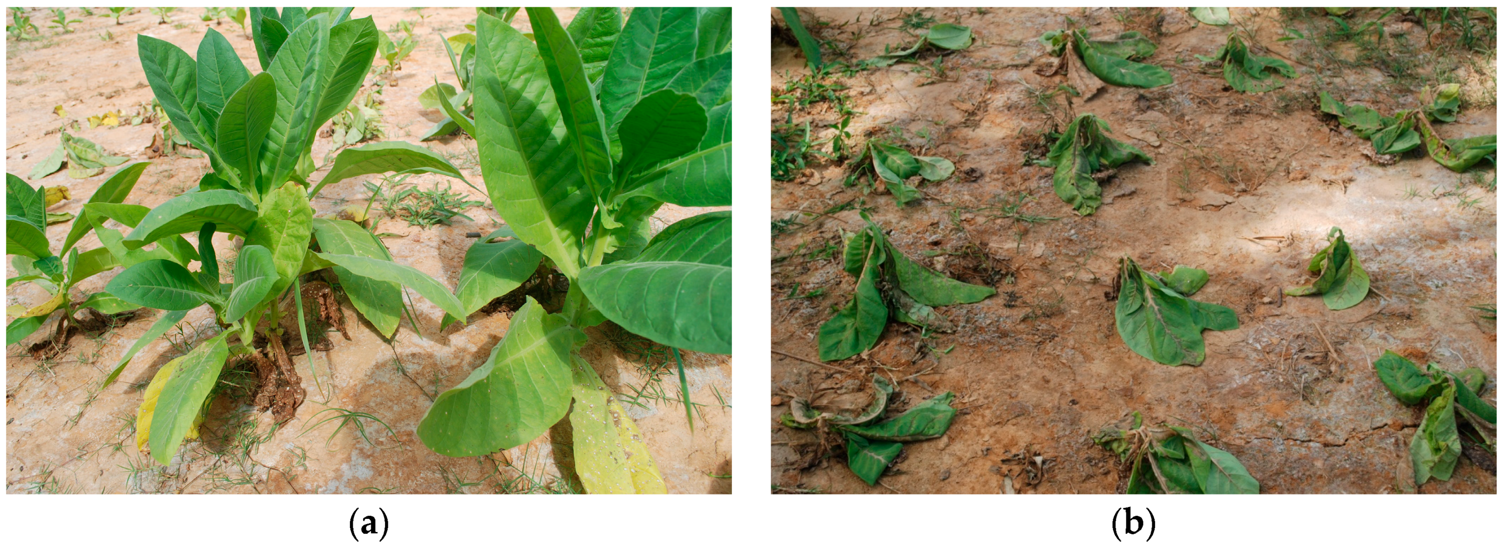 Minerals 06 00084 g002