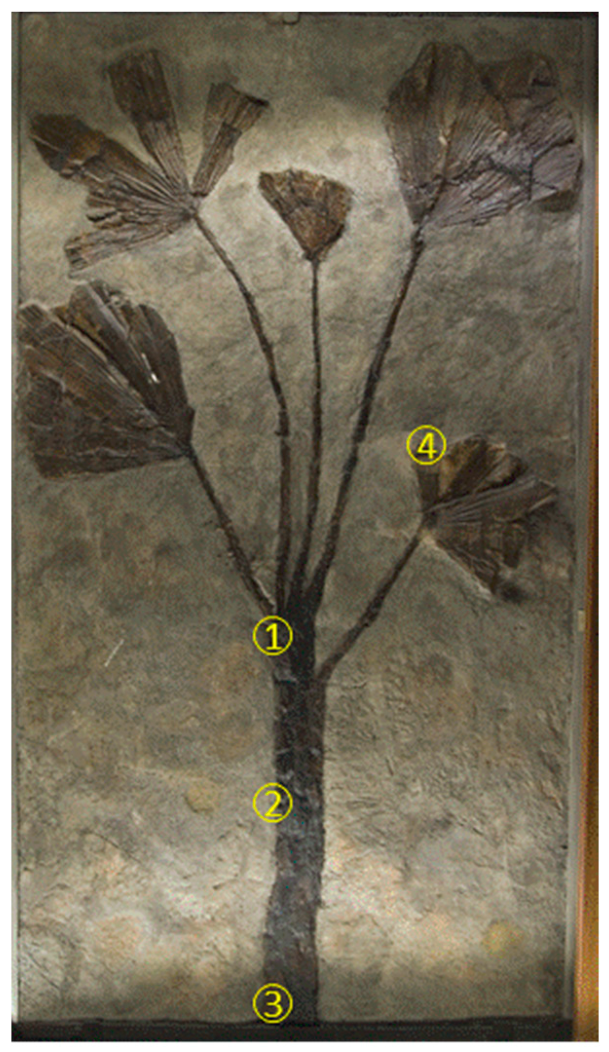 Minerals 08 00040 g002