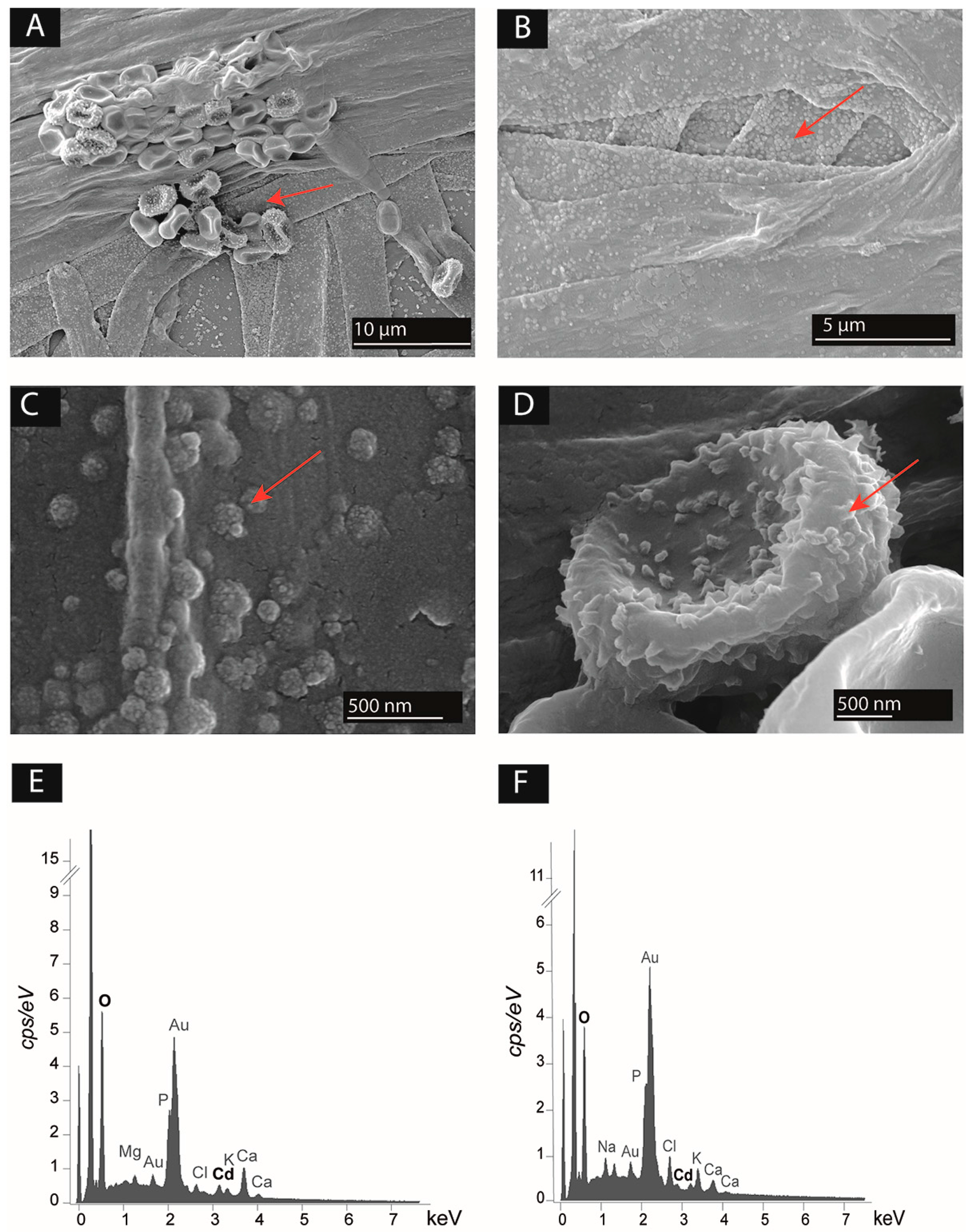 Minerals 08 00121 g004