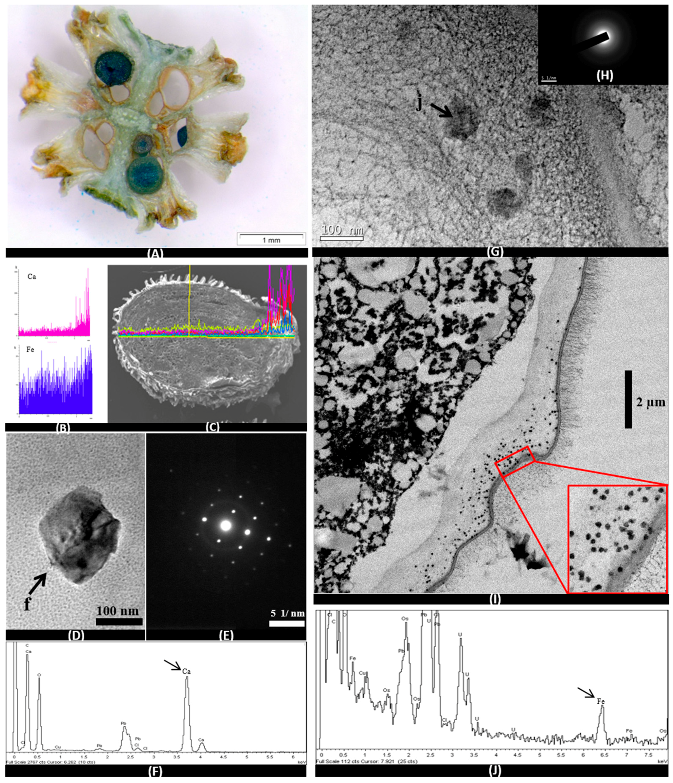 Minerals 08 00505 g005