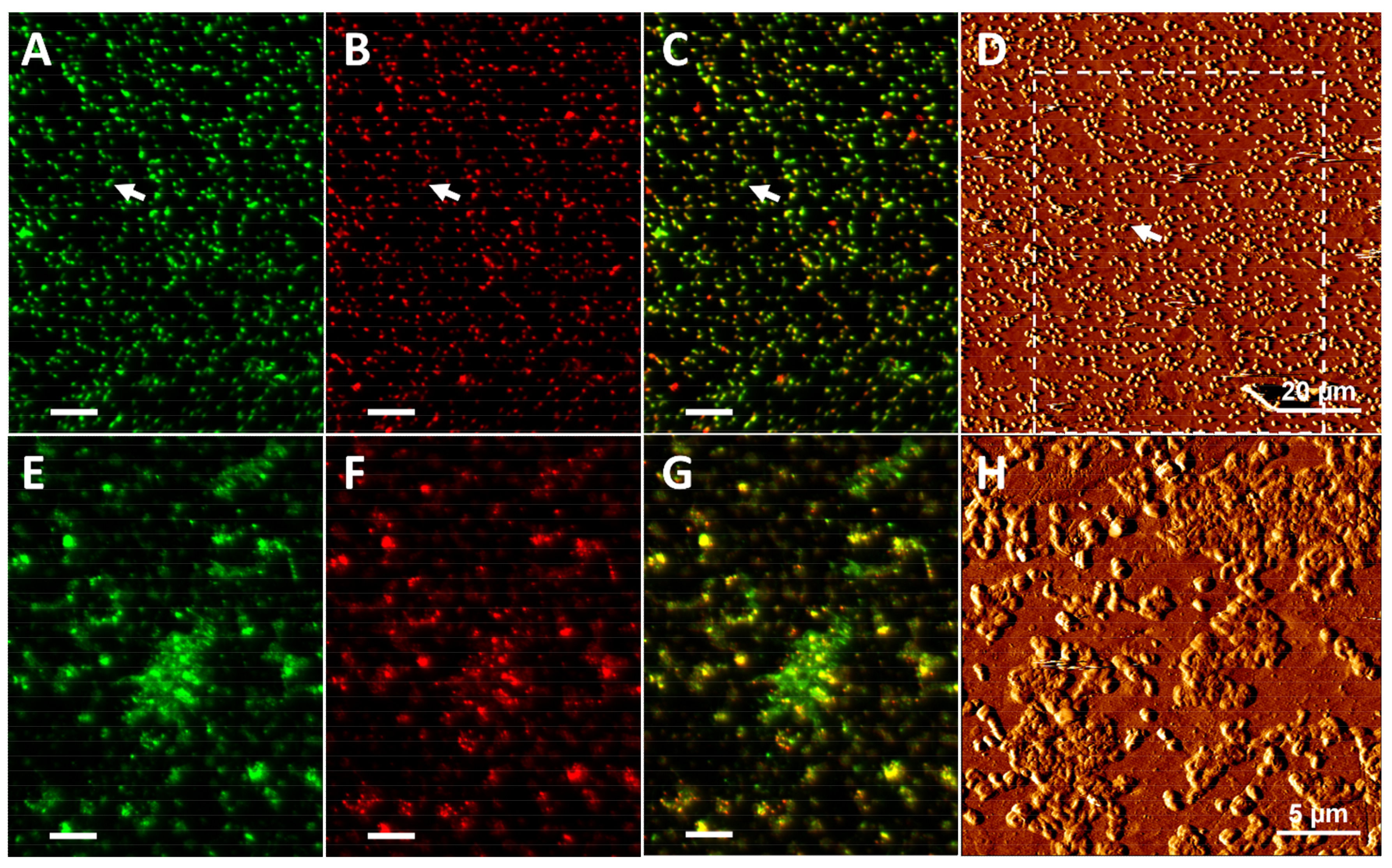 Minerals 09 00069 g004 Minerals 09 00069 g004