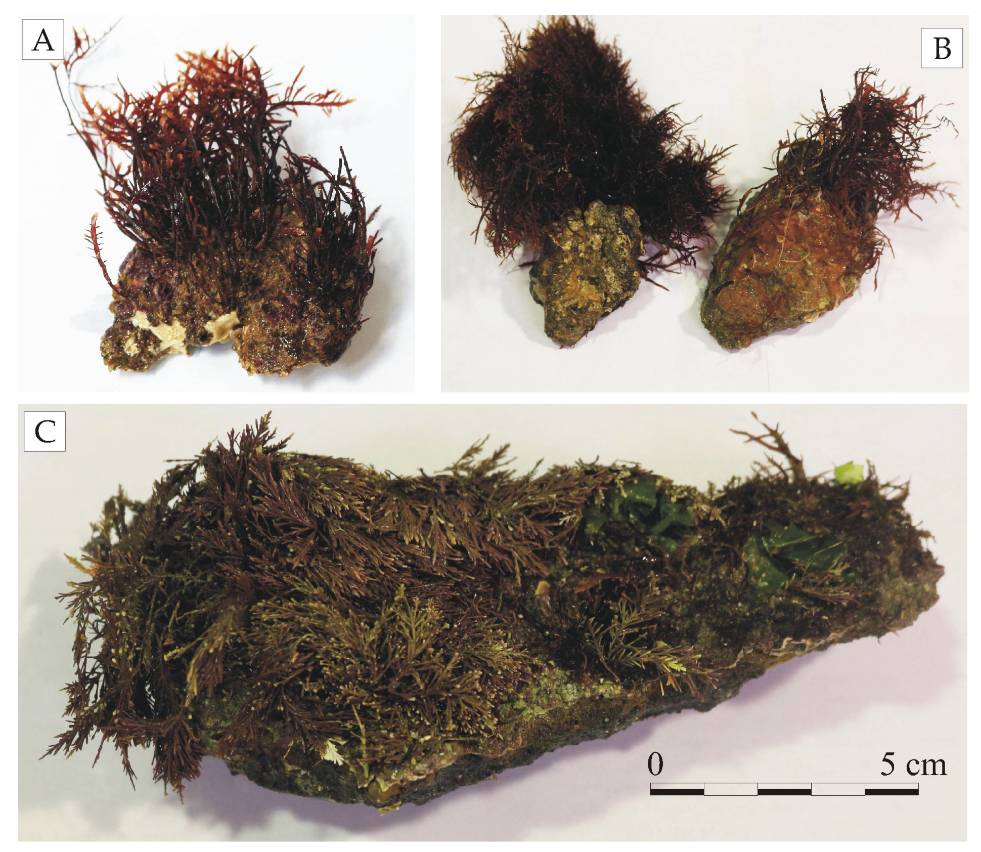 Minerals 09 00268 g002 Minerals 09 00268 g002