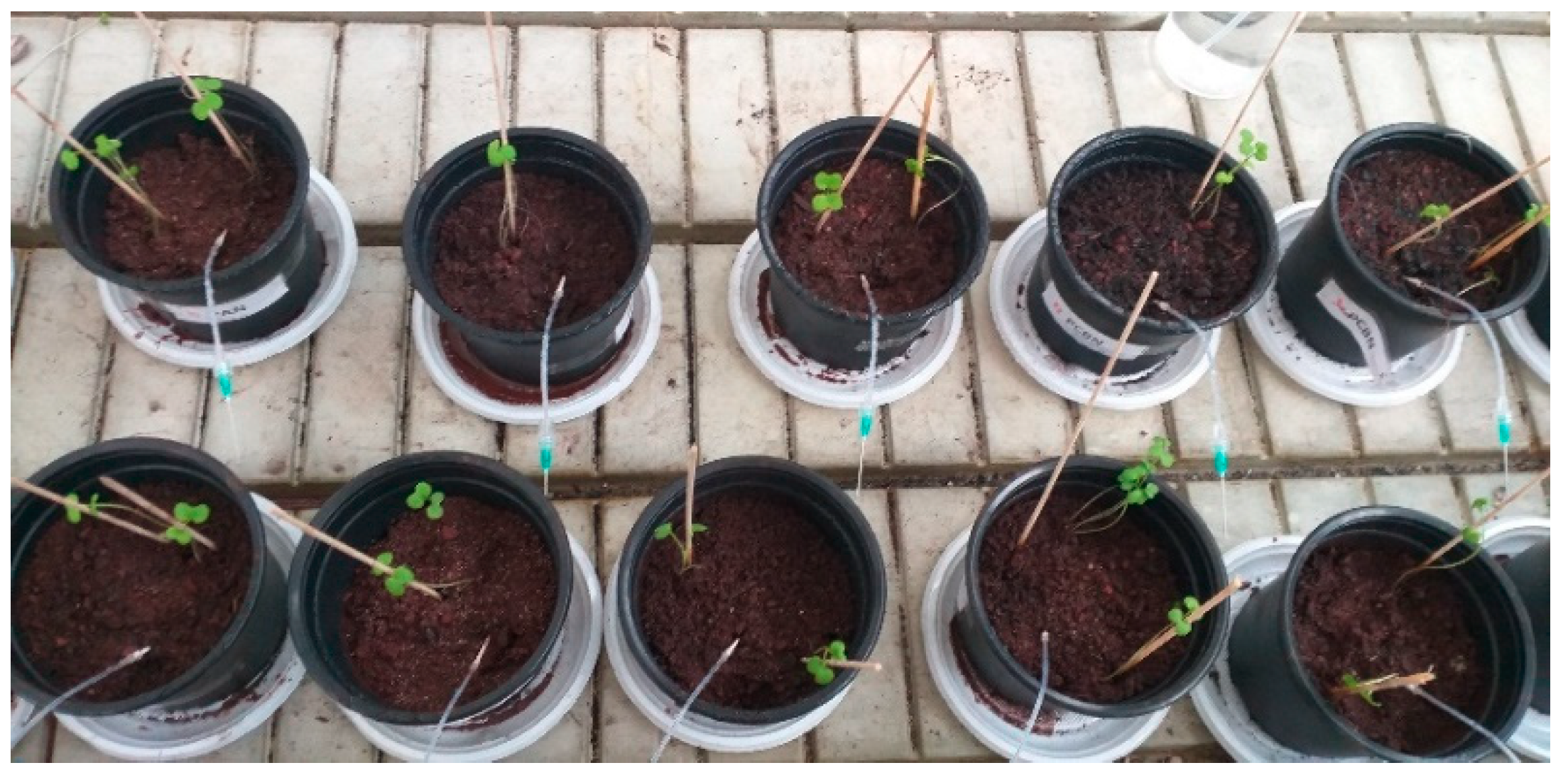 Minerals 09 00481 g002