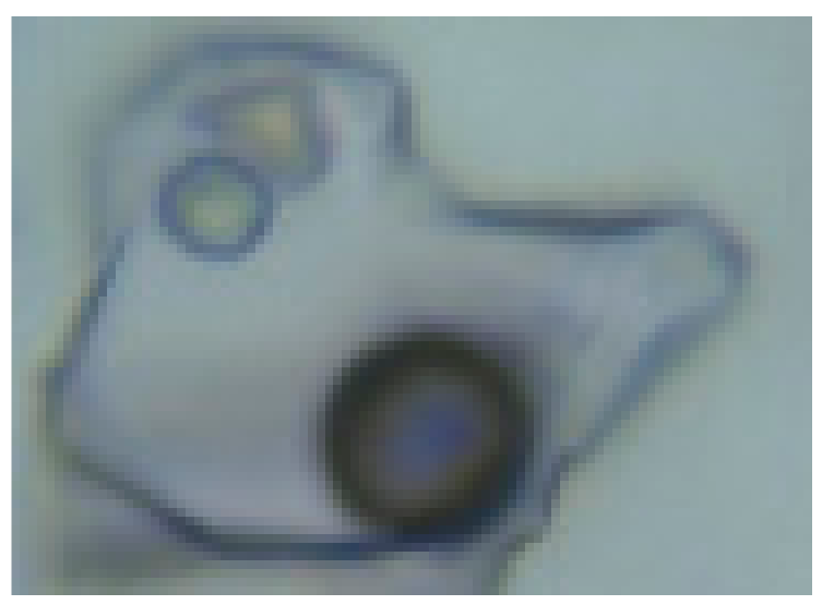 Minerals 10 00037 i002