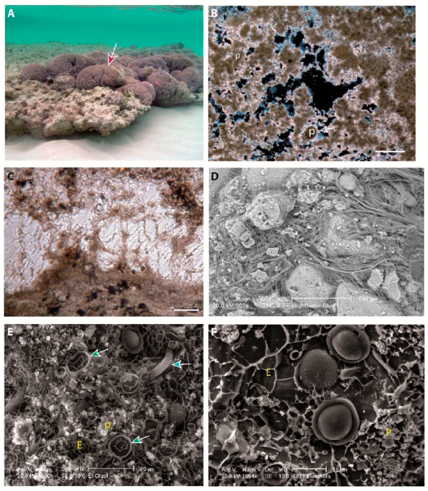 Minerals 10 00276 g019a Minerals 10 00276 g019a