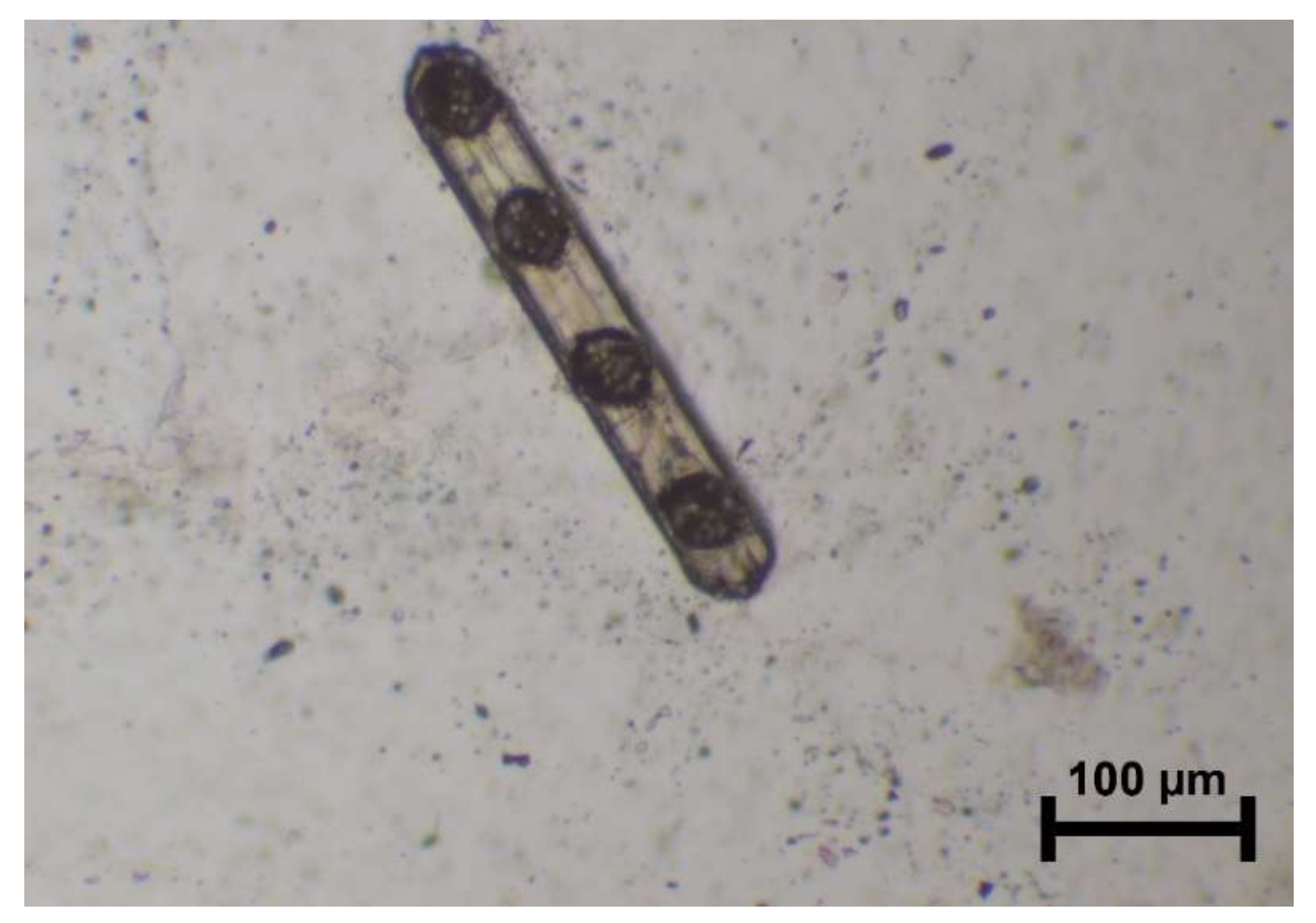 Minerals 10 00566 g011